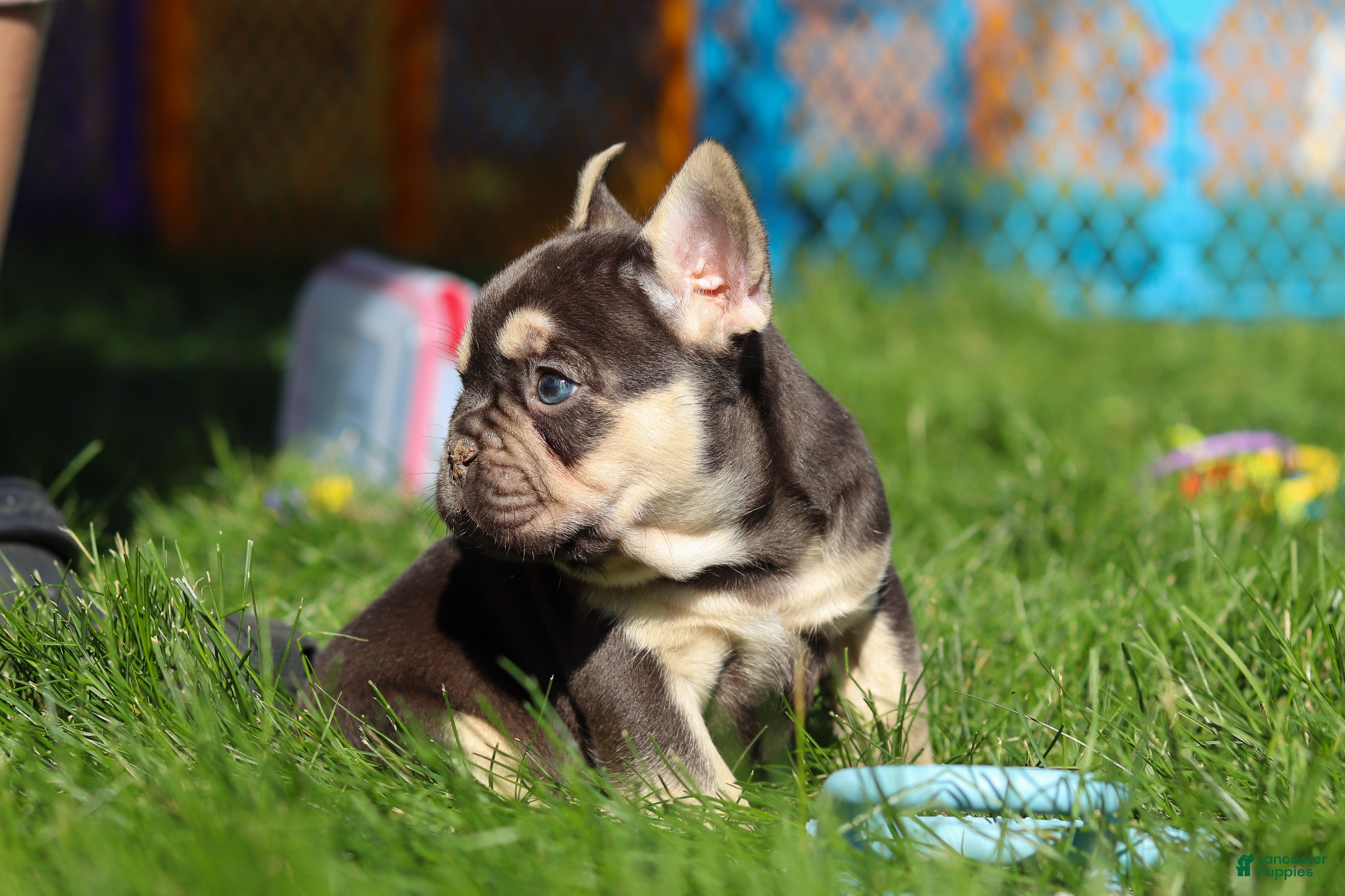 French Bulldog dogs for sale: Chase - Ad 12