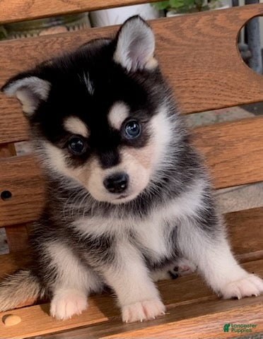 Alaskan Klee Kai dogs Shadow - Toy Size Mini Husky Boy - Ad 2