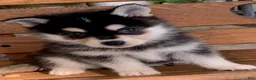 Alaskan Klee Kai dogs for sale: Shadow - Toy Size Mini Husky Boy - Ad 2