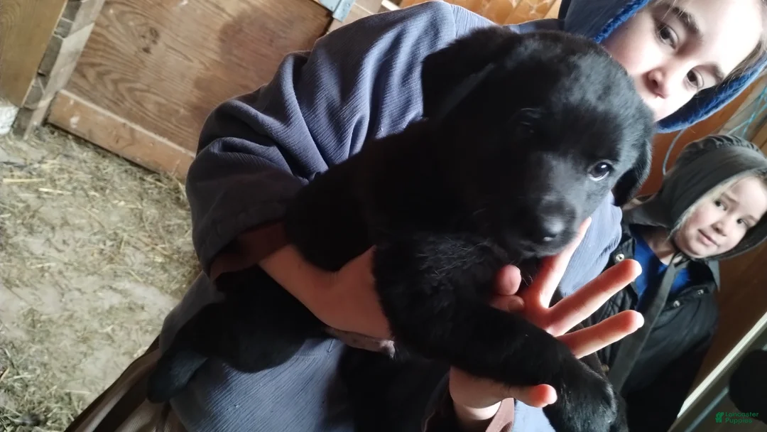 Mixed Breed dogs for sale: Bella - Ad 3