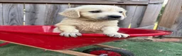Golden Retriever dogs for sale: Prince Charming - Ad 2