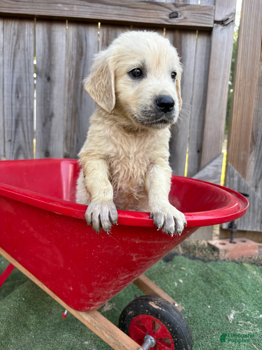 Golden Retriever dogs for sale: Prince Charming - Ad 2