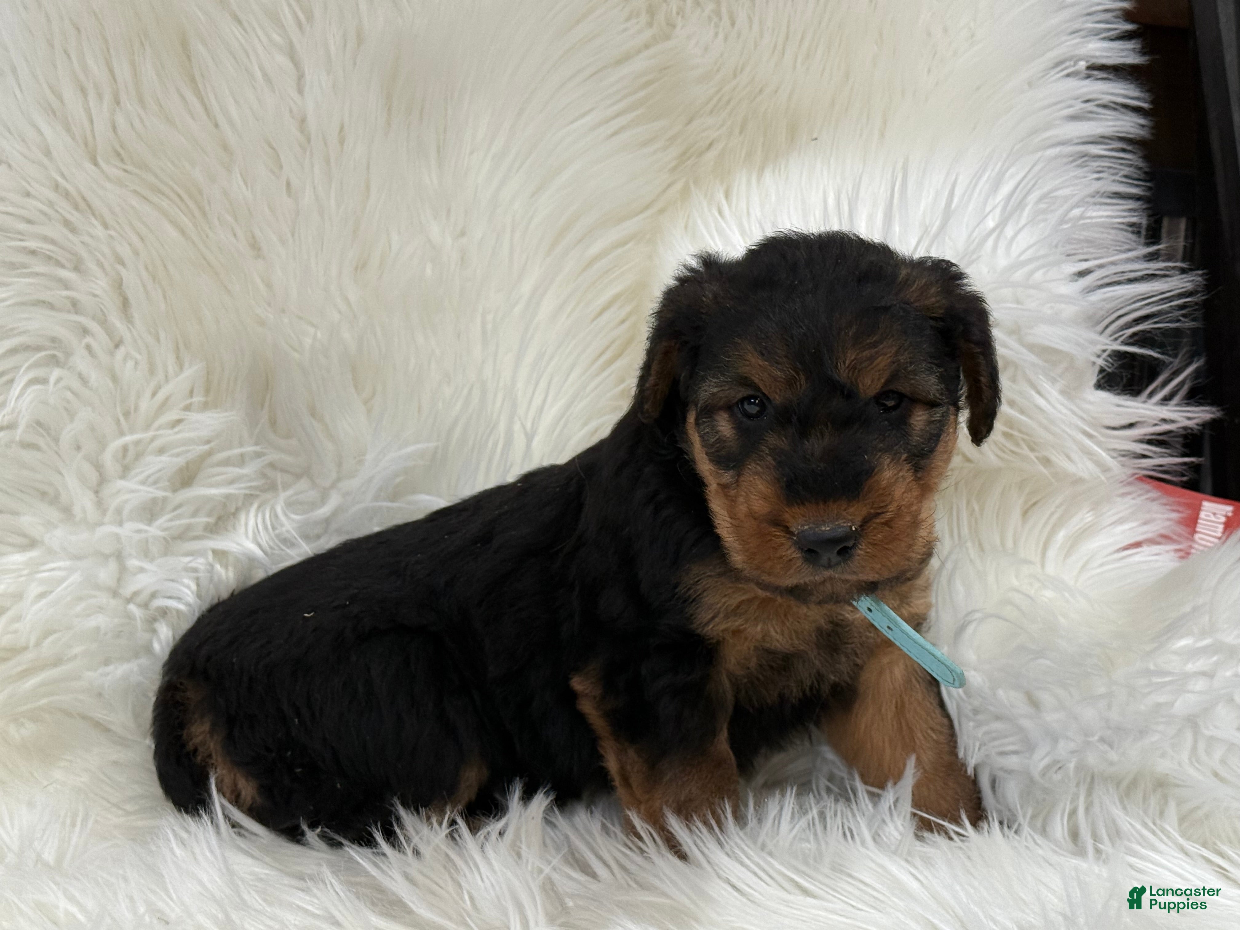 Airedale Terrier dogs Molly Airedale Terrier Puppy 4 - Ad 3