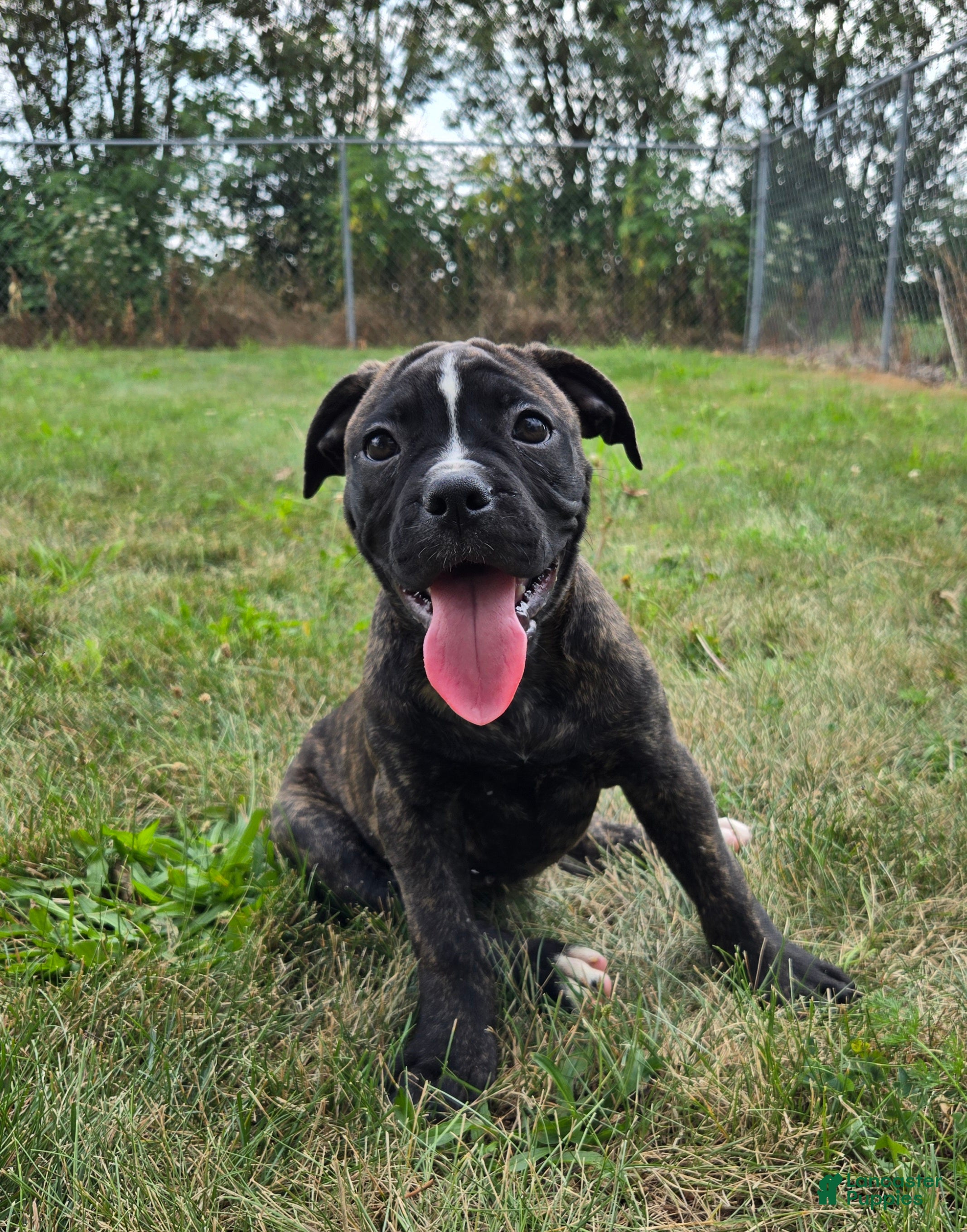 American Bulldog dogs Olivia - Ad 2