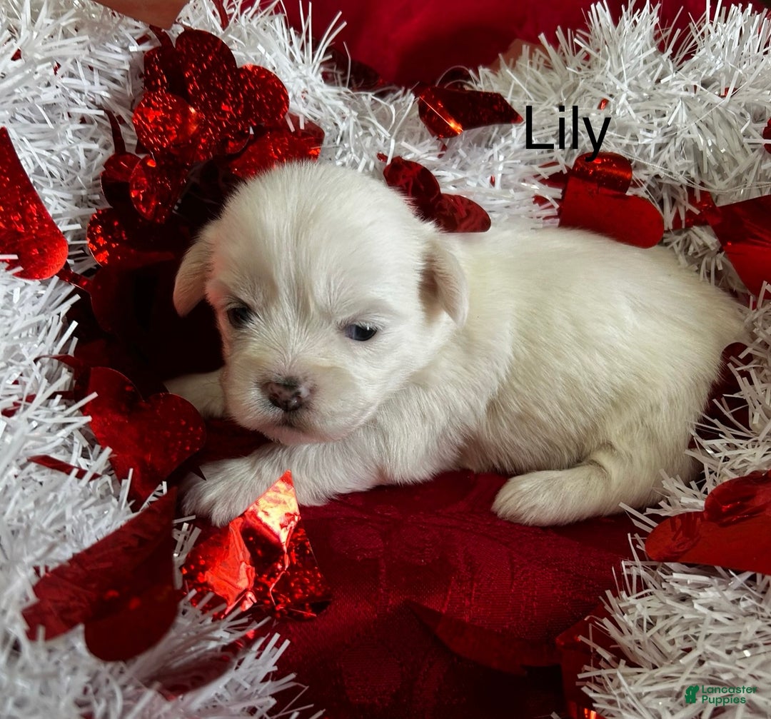 Lhasa Apso dogs for sale: Lhasa Apso Puppy 3 - Ad 2