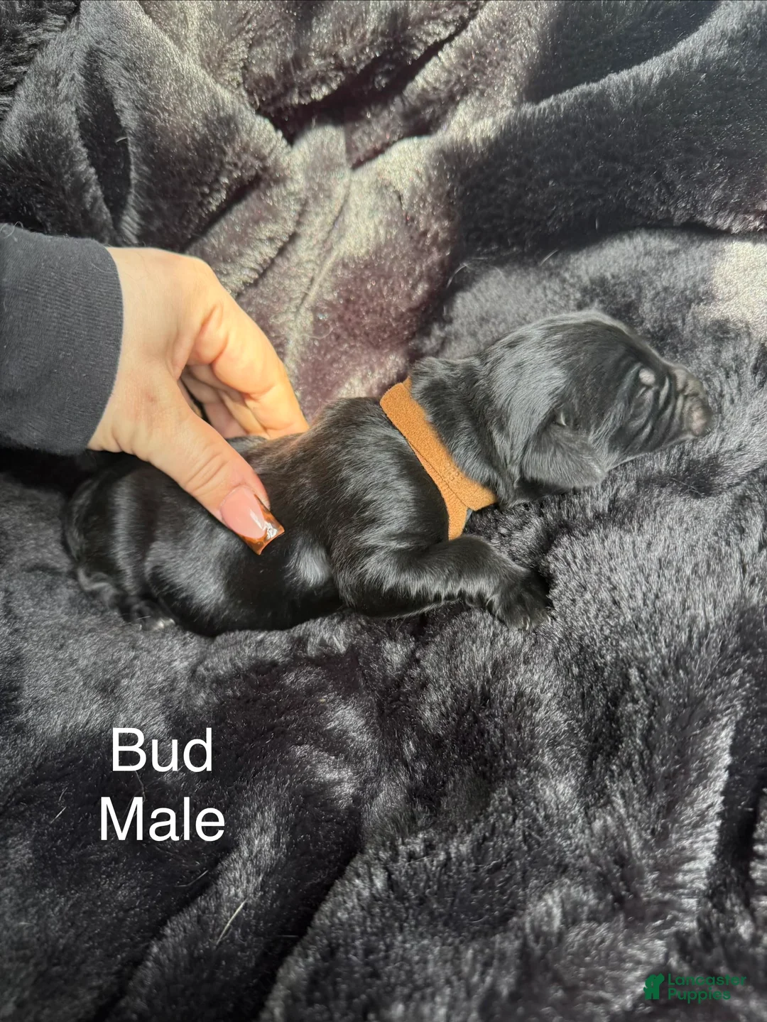Newfoundland dogs for sale: Bud - Ad 1
