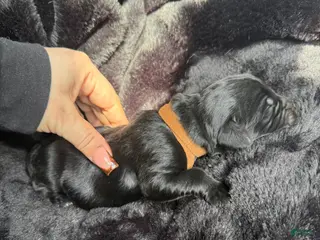 Newfoundland dogs Bud - Ad 25