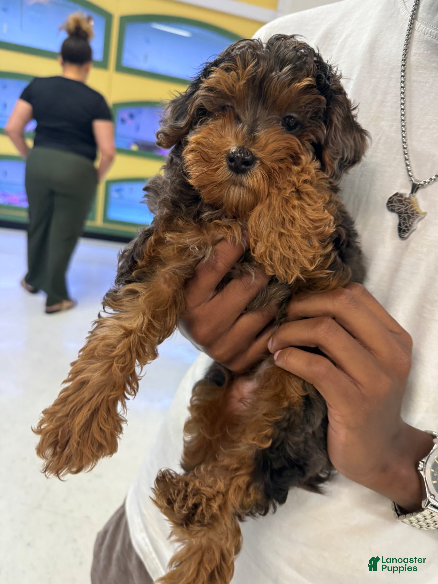 Yorkiepoo dogs for sale: Yorkiepoo Puppy 1 - Ad 2