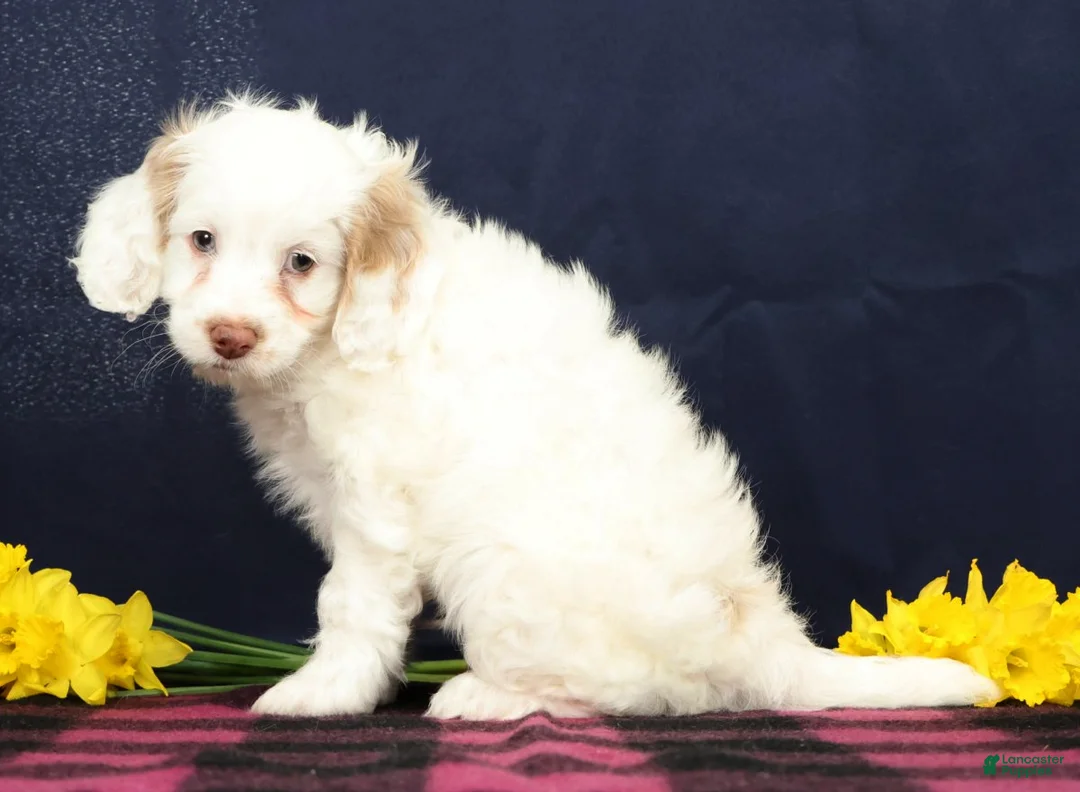 Cockapoo dogs for sale: Butter Boy - Ad 2