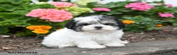 Morkie dogs for sale: Murray - Ad 4