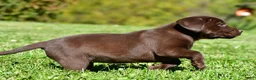 Labrador Retriever dogs for sale: Chai - Ad 8
