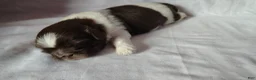 Shih Tzu dogs for sale: Shih Tzu Puppy 3 - Ad 6