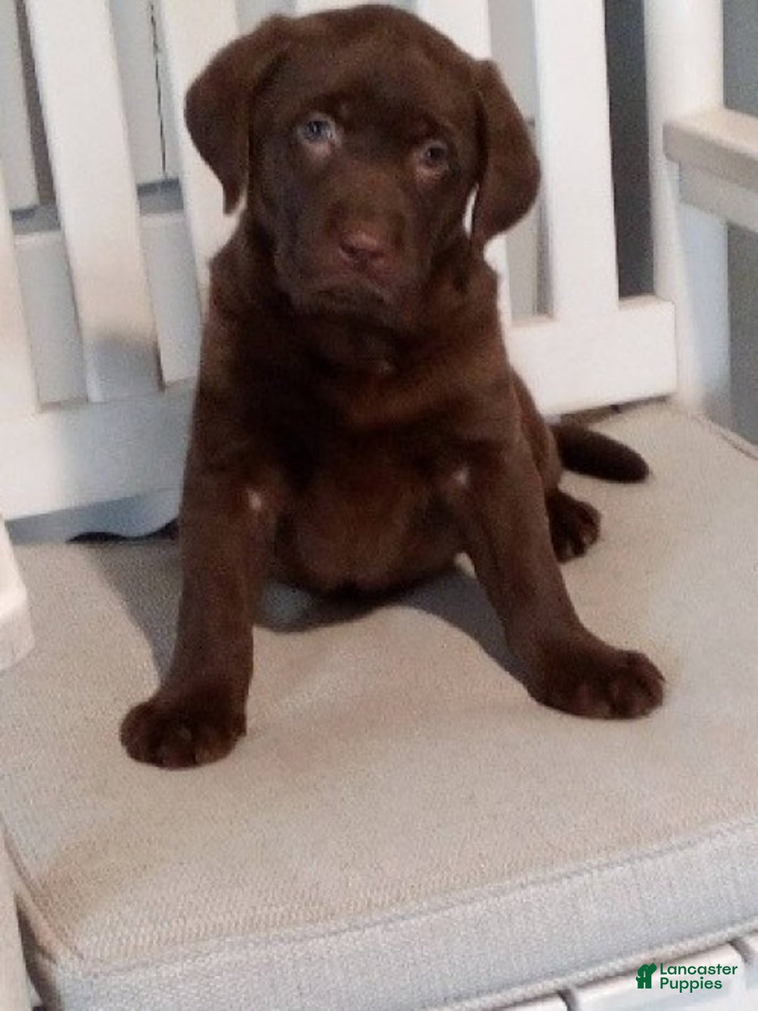 Labrador Retriever dogs for sale: Sparkle - Ad 2