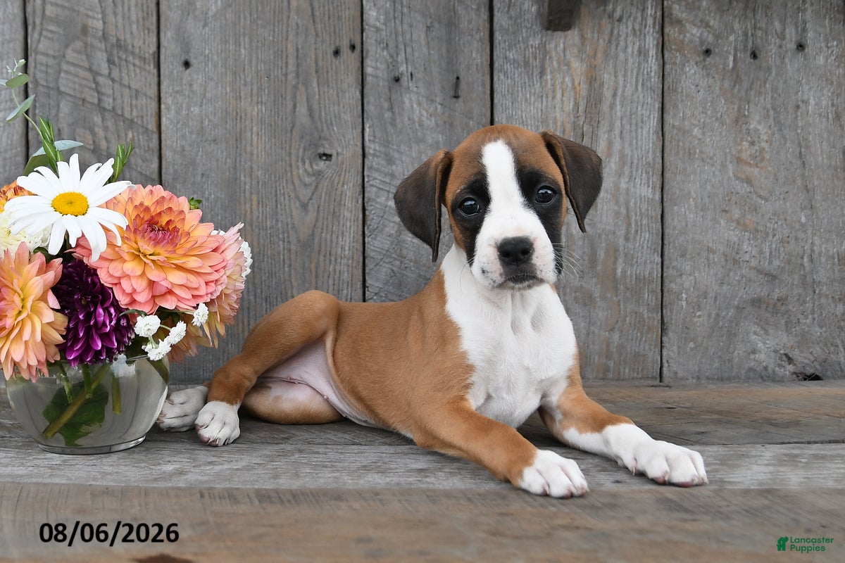 Boxer dogs Harper - Ad 2