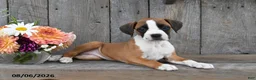 Boxer dogs for sale: Harper - Ad 2