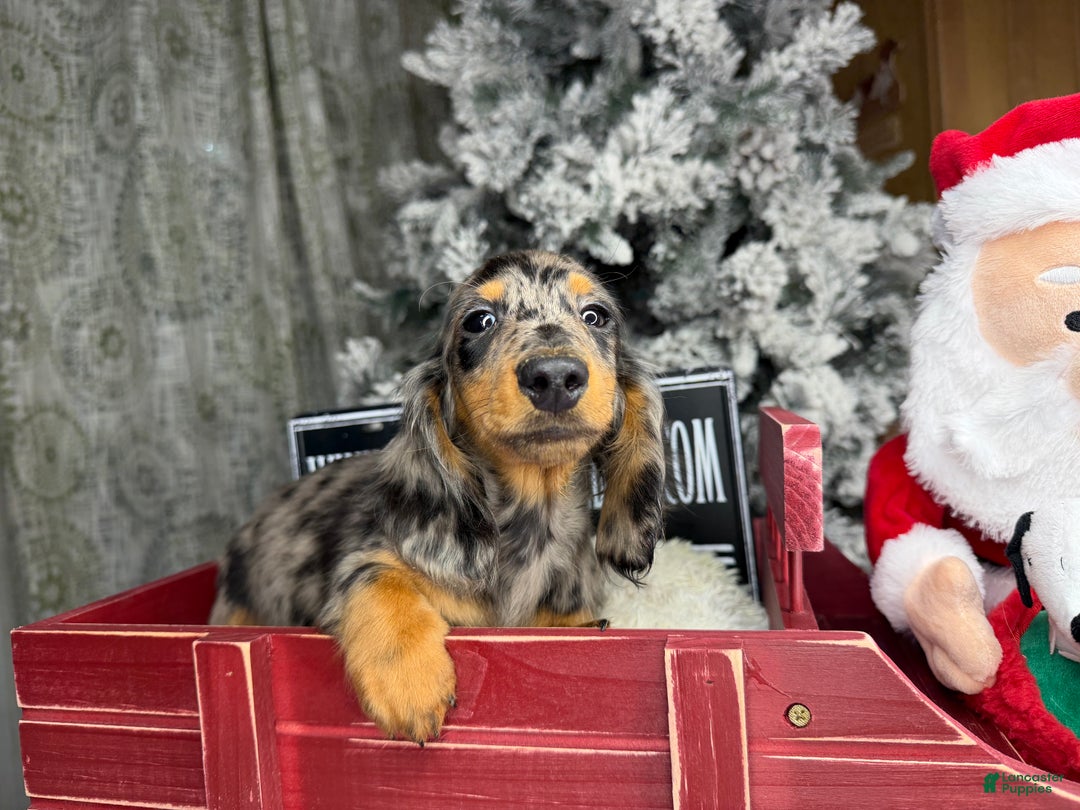 Dachshund dogs for sale: Ch Harriet LH dappleAkc - Ad 29