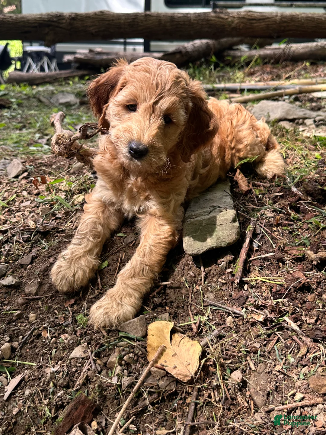 Irish Doodle dogs for sale: Rusty  - Ad 9