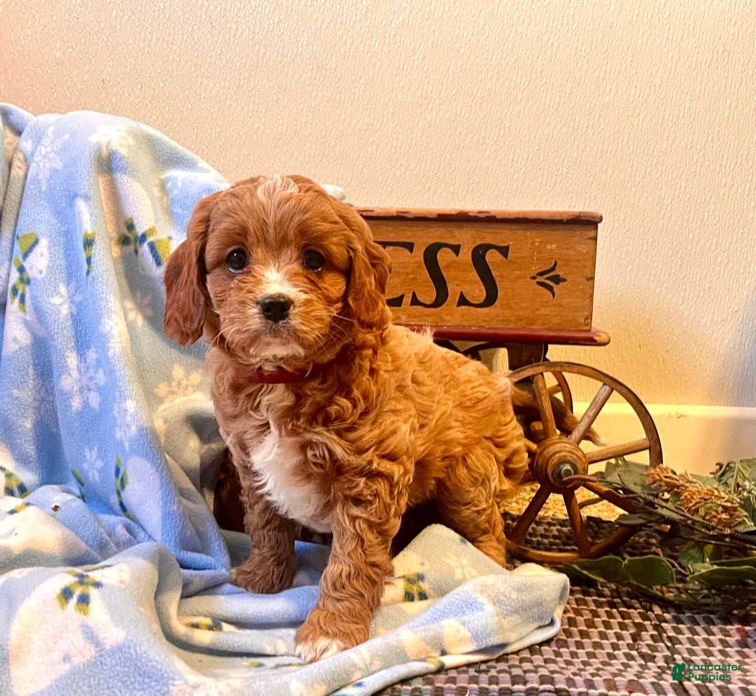 Cavapoo dogs for sale: Cupcake🐾❤️Call 717-475-6780 - Ad 2