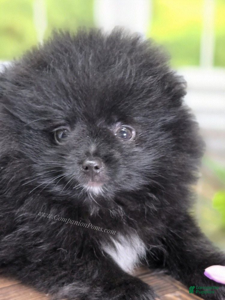 Pomeranian dogs See Video - Sweet Playful Boy! - Ad 2
