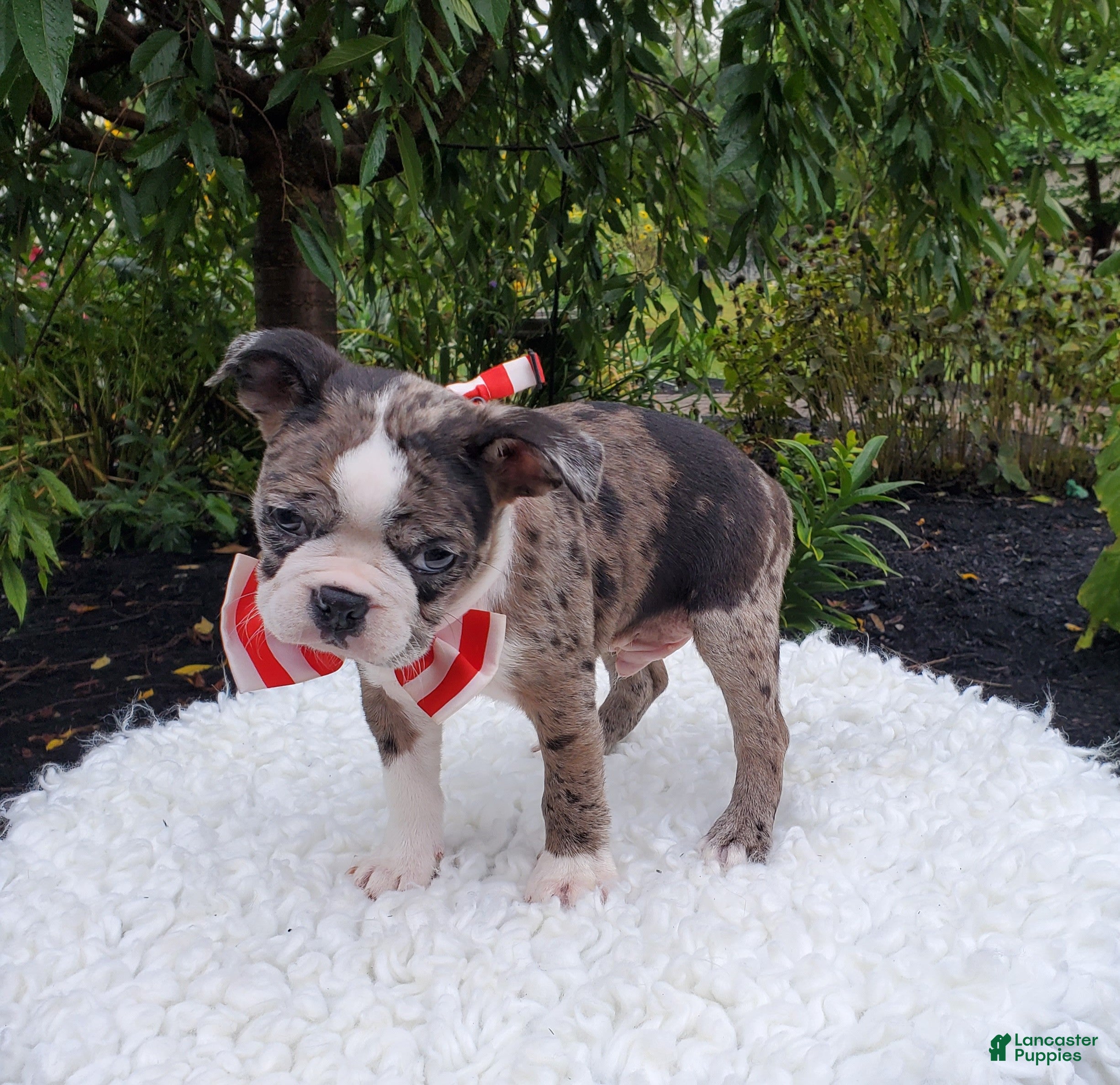 Boston Terrier dogs Harry - Ad 2
