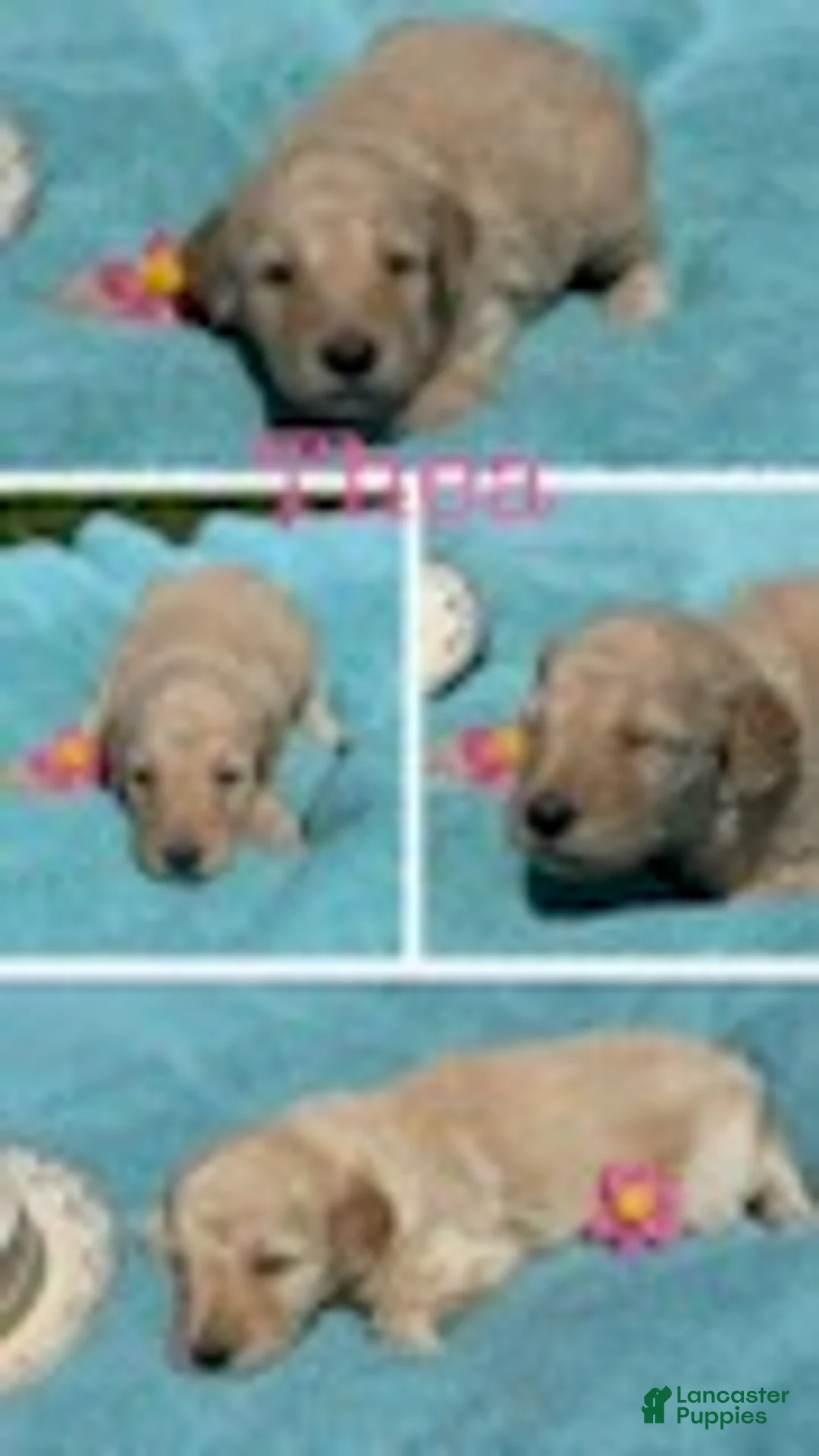 Goldendoodle dogs for sale: Thea - Ad 4