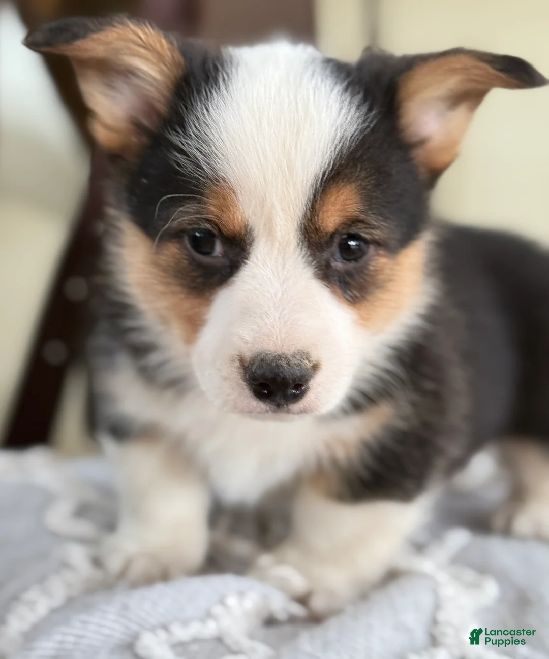 Welsh Corgi Pembroke dogs for sale: Floyd - Ad 6