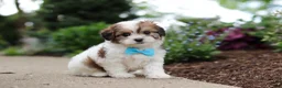 Cavachon dogs for sale: Teddy - Ad 4