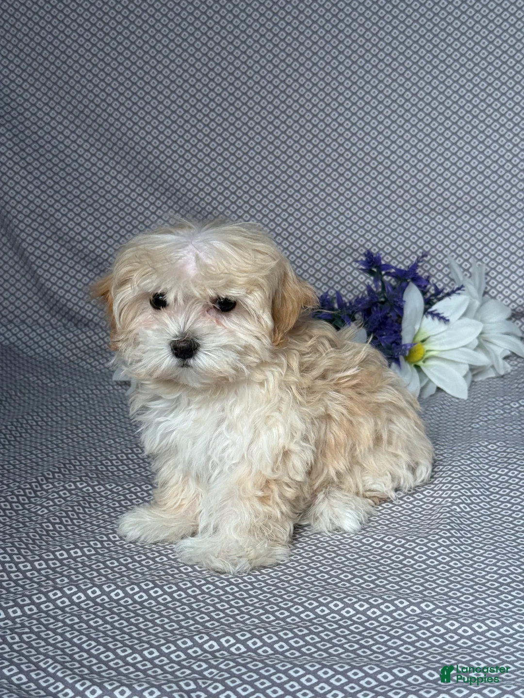 Maltipoo dogs for sale: Faith - Ad 2