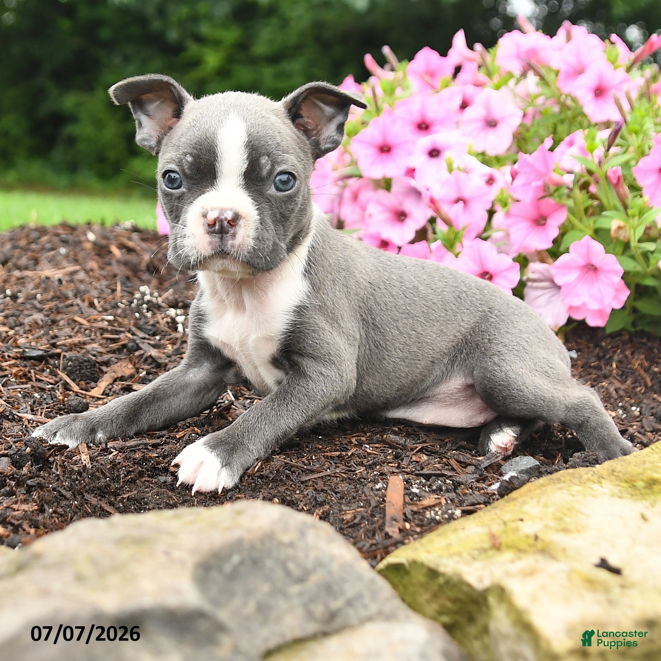 Boston Terrier dogs Debrah - Ad 2