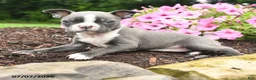 Boston Terrier dogs for sale: Debrah - Ad 2