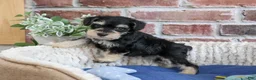 Miniature Schnauzer dogs for sale: Jeremy - Ad 7