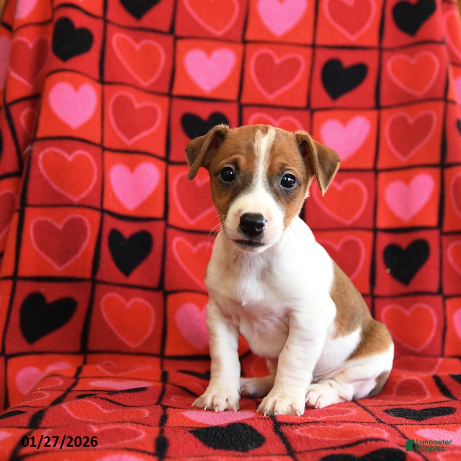 Jack Russell Terrier dogs Chocolate - Ad 16