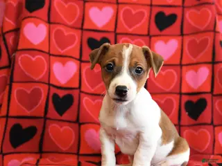 Jack Russell Terrier dogs Chocolate - Ad 16