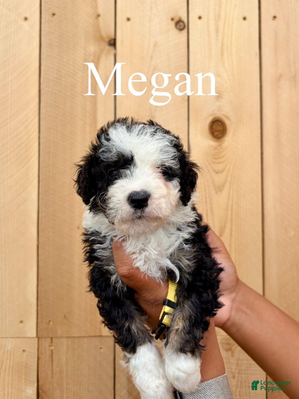 Mixed Breed dogs Megan - Ad 2