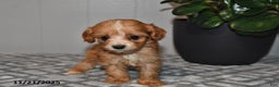 Cavapoo dogs for sale: Evan - Ad 2
