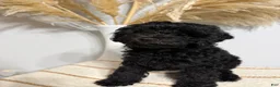 Mini Goldendoodle dogs for sale: Black Girl 1 - Ad 3