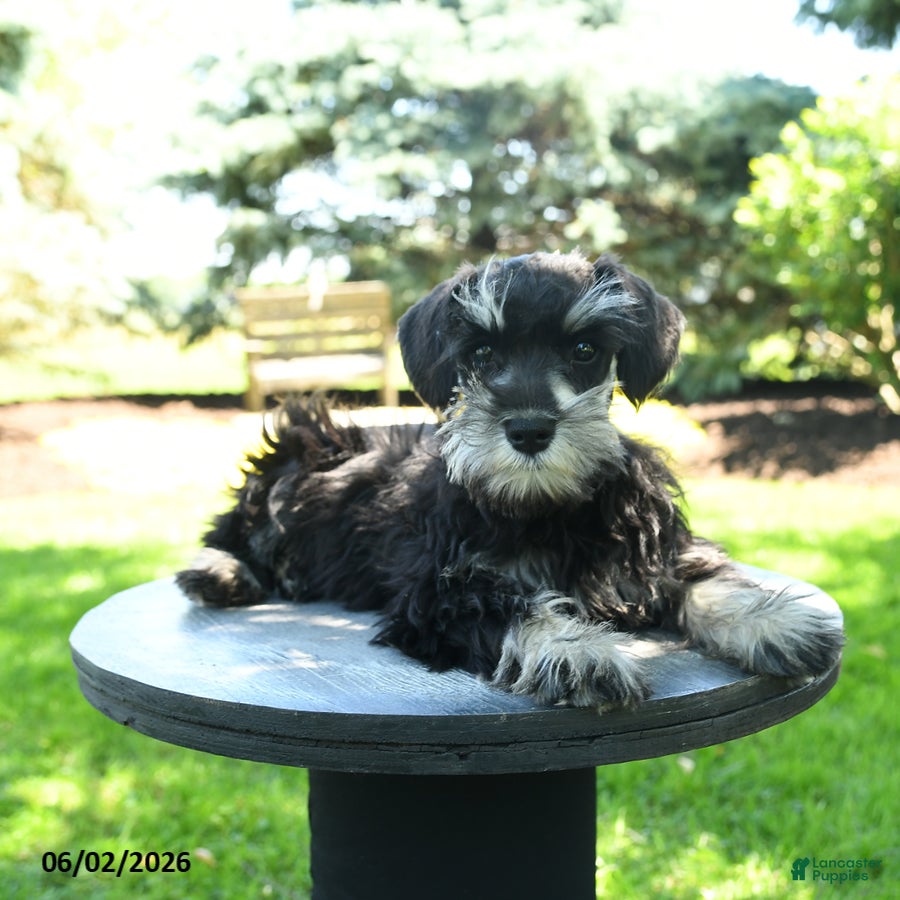 Miniature Schnauzer dogs Jack  - Ad 1