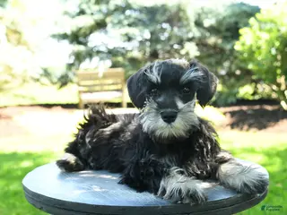 Miniature Schnauzer dogs for sale: Jack - Ad 1