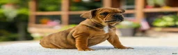 French Bulldog dogs for sale: Olive – Fawn Brindle/White - Ad 4