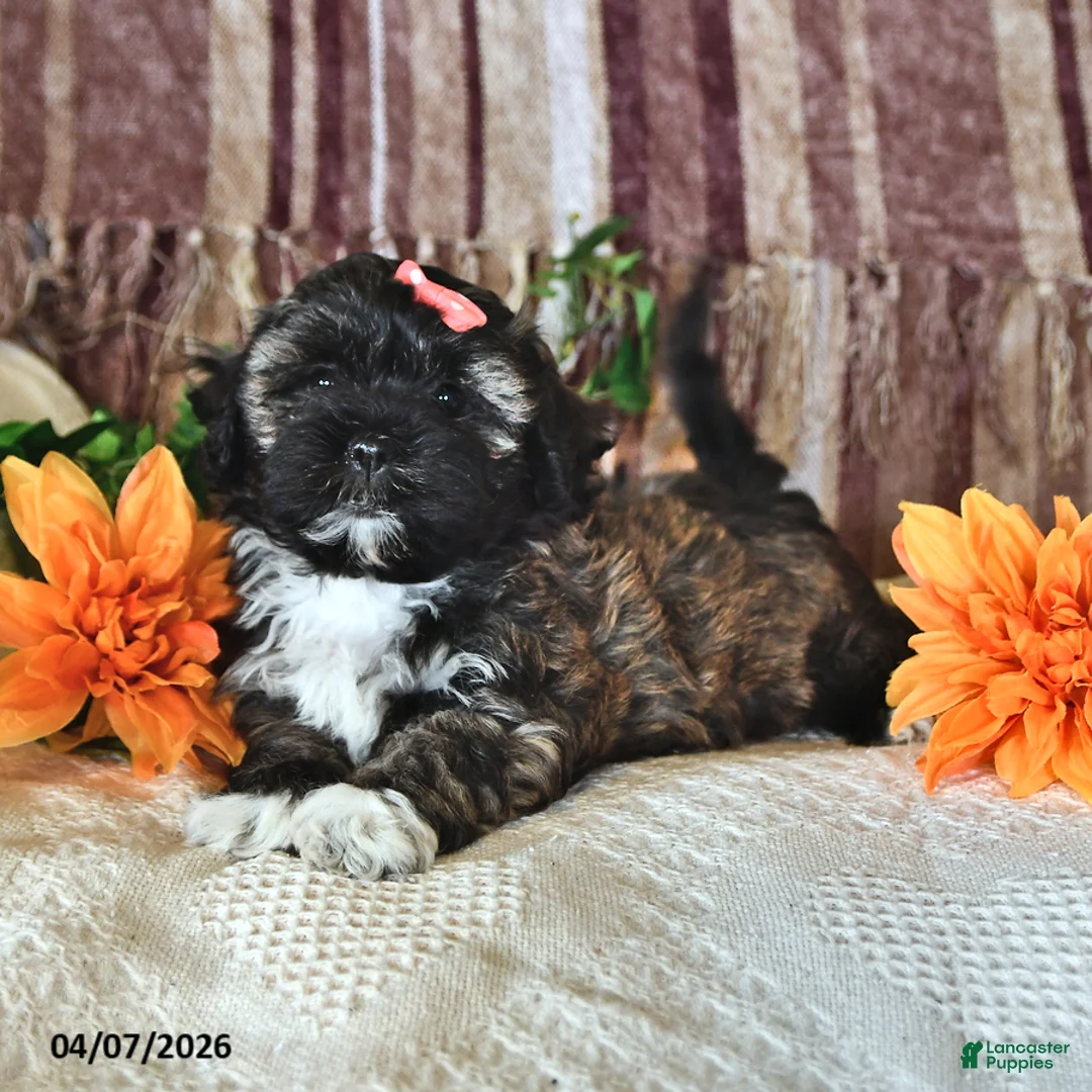 Teddy Bear dogs for sale: Betsy - Ad 1