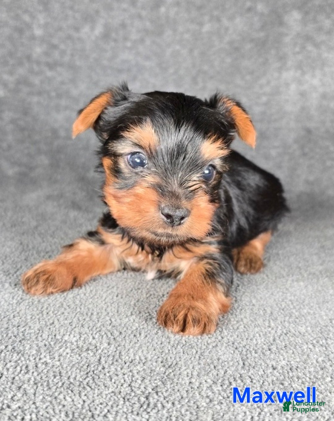 Yorkshire Terrier dogs for sale: Maxwell - Ad 6