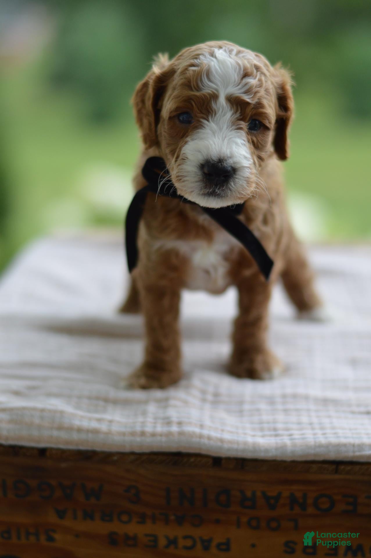 Mini Goldendoodle dogs May - Ad 2