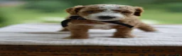 Mini Goldendoodle dogs for sale: May - Ad 2