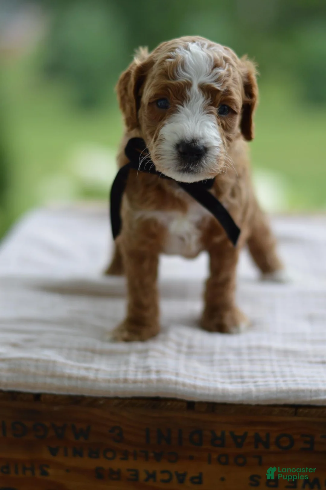Mini Goldendoodle dogs for sale: May - Ad 2