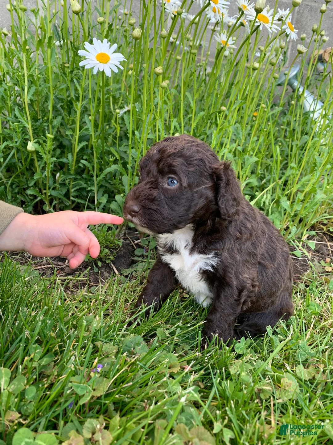 Portuguese Water Dog dogs for sale: Luna - Ad 2