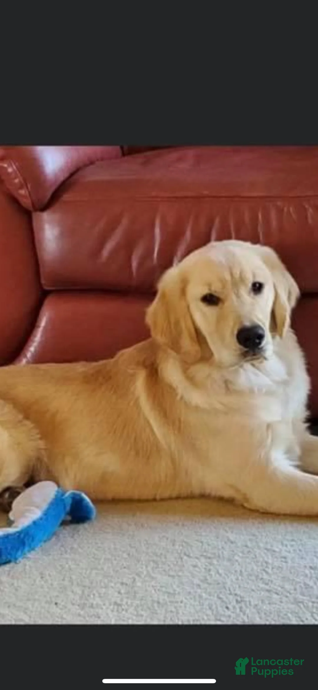 Goldendoodle dogs for sale: Goldendoodle Puppy 1 - Ad 2