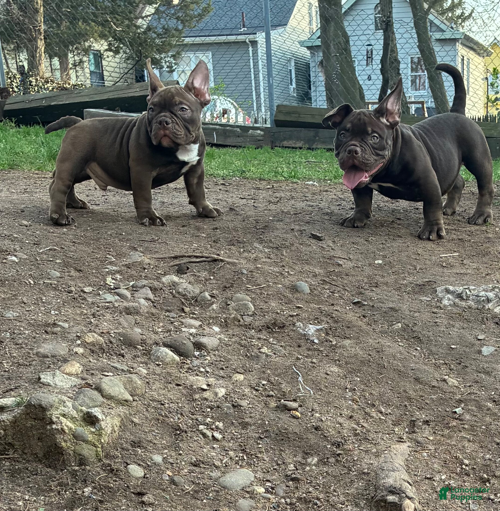 American Bully dogs American Bully Puppy 1 - Ad 32