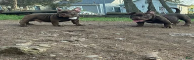 American Bully Puppy 1