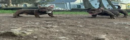 American Bully dogs for sale: American Bully Puppy 1 - Ad 1