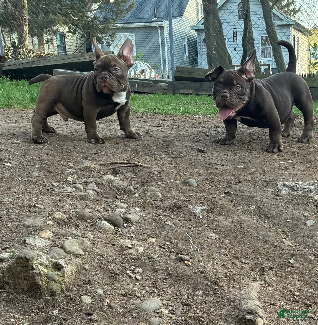 American Bully dogs for sale: American Bully Puppy 1 - Ad 1
